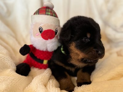 Les chiots de Berger de Beauce