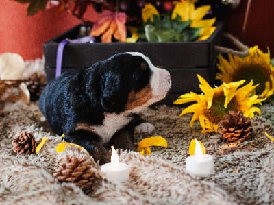 Les chiots de Bouvier Bernois