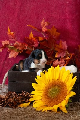 Les chiots de Bouvier Bernois