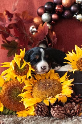 Les chiots de Bouvier Bernois