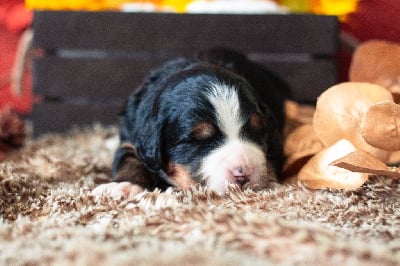 Les chiots de Bouvier Bernois