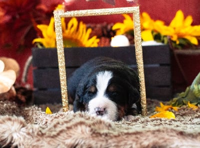 Les chiots de Bouvier Bernois