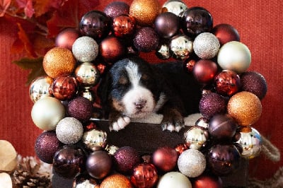 Les chiots de Bouvier Bernois