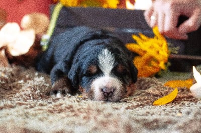 Les chiots de Bouvier Bernois