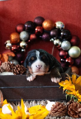 Les chiots de Bouvier Bernois