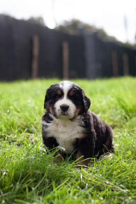 Les chiots de Bouvier Bernois