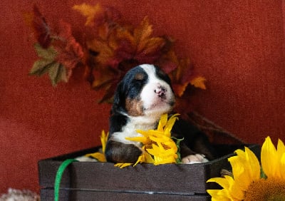 Les chiots de Bouvier Bernois