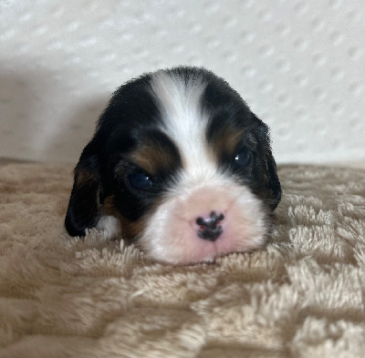 Les chiots de Cavalier King Charles Spaniel