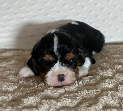 Les chiots de Cavalier King Charles Spaniel