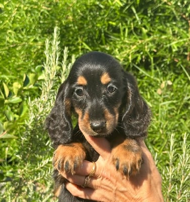 Les chiots de Teckel poil long