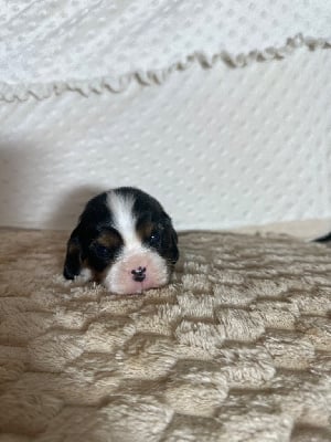 Les chiots de Cavalier King Charles Spaniel