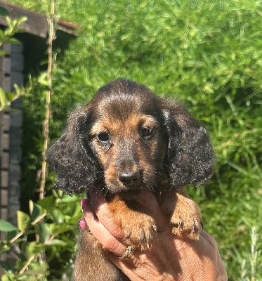 Les chiots de Teckel poil long