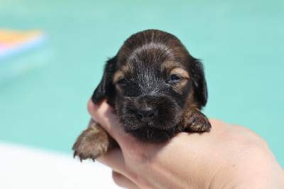 Les chiots de Teckel poil long