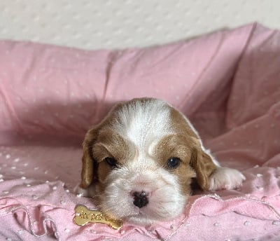 Les chiots de Cavalier King Charles Spaniel