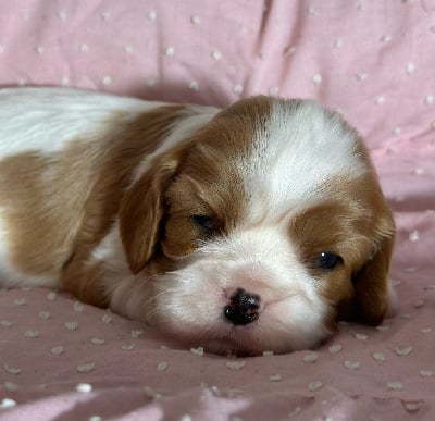 Les chiots de Cavalier King Charles Spaniel