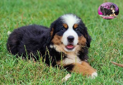 Les chiots de Bouvier Bernois