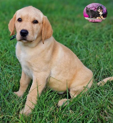 Les chiots de Labrador Retriever