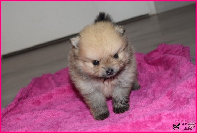 Les chiots de Spitz allemand