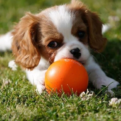 Les chiots de Cavalier King Charles Spaniel