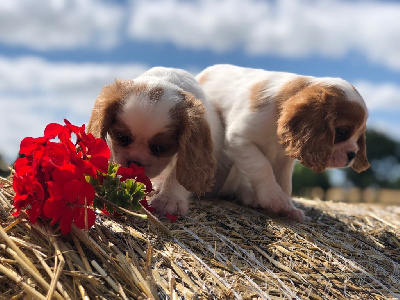 CHIOT 3 - Cavalier King Charles Spaniel