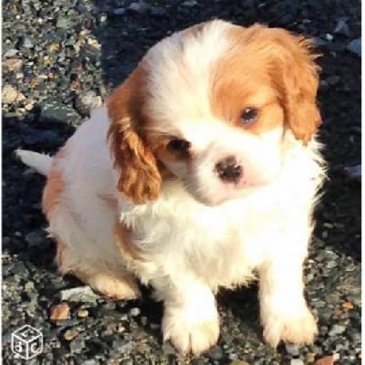 Les chiots de Cavalier King Charles Spaniel