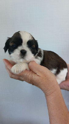 Les chiots de Shih Tzu