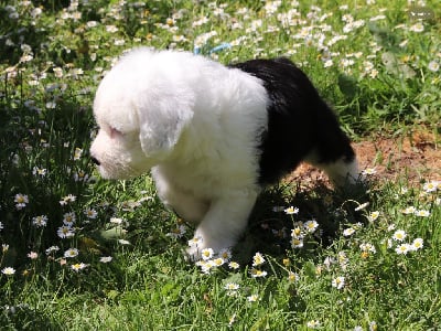 Les chiots de Bobtail