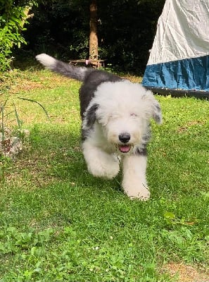 Les chiots de Bobtail