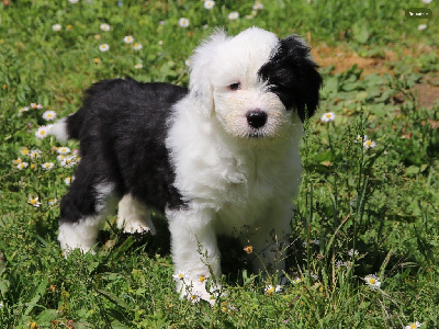 Les chiots de Bobtail