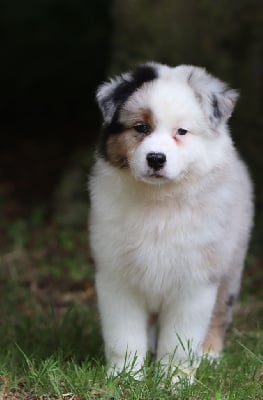 Les chiots de Berger Australien