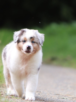 Les chiots de Berger Australien