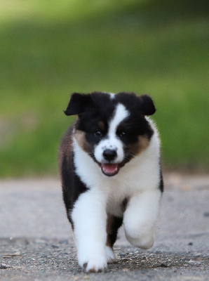 Les chiots de Berger Australien