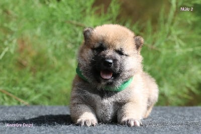 Les chiots de Shiba