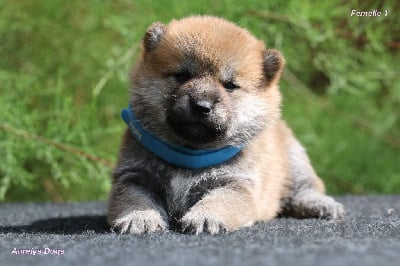 Femelle 1 collier bleu - Shiba