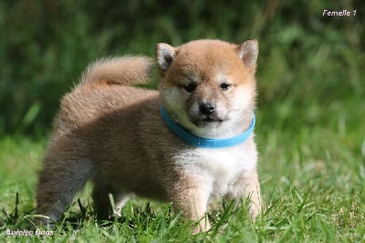 Les chiots de Shiba