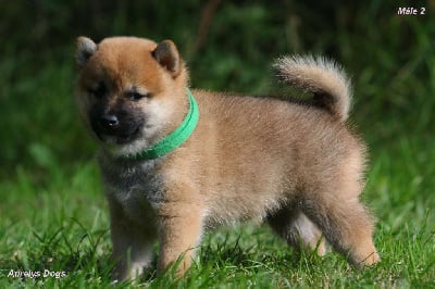 Les chiots de Shiba