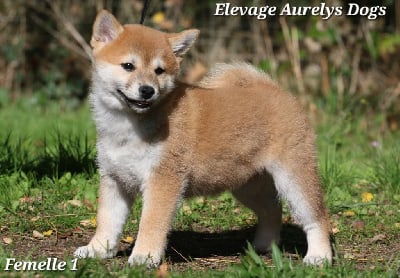 Les chiots de Shiba