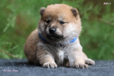 Les chiots de Shiba