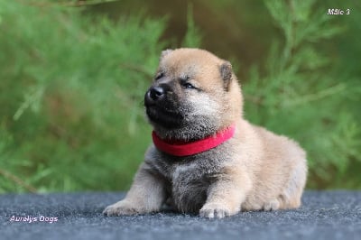 Les chiots de Shiba