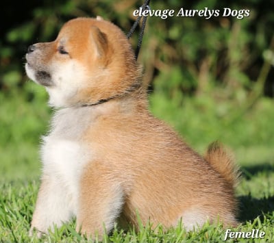 Les chiots de Shiba