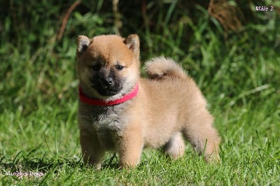 Les chiots de Shiba