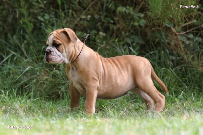 Les chiots de Bulldog continental