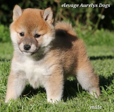 Les chiots de Shiba