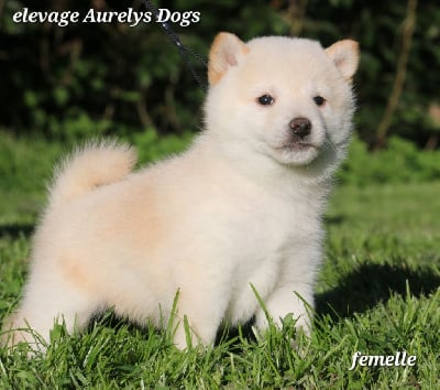 Les chiots de Shiba