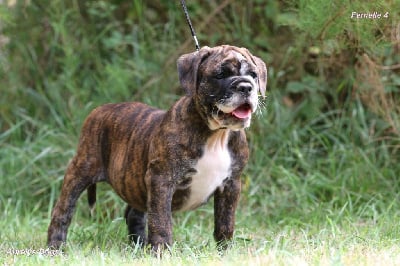 Les chiots de Bulldog continental