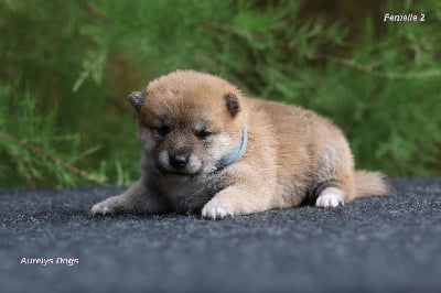 Femelle 2 collier gris - Shiba