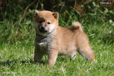 Les chiots de Shiba