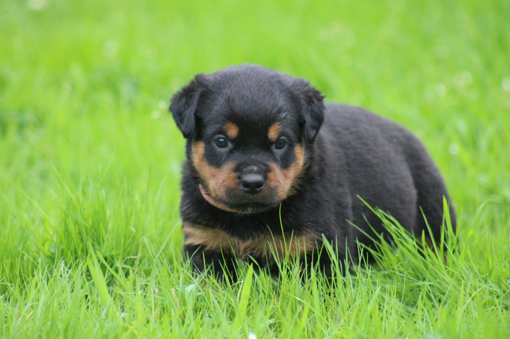 CHIOT COLLIER ROSE - Rottweiler