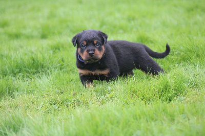 CHIOT COLLIER BLEU MARINE - Rottweiler