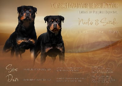 Les chiots de Rottweiler